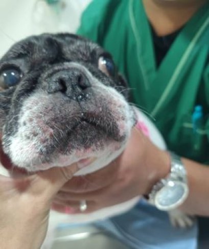 น้องกะทิ เฟรนช์บูลด็อกวัย 9 ปี  อวัยวะเพศบวม